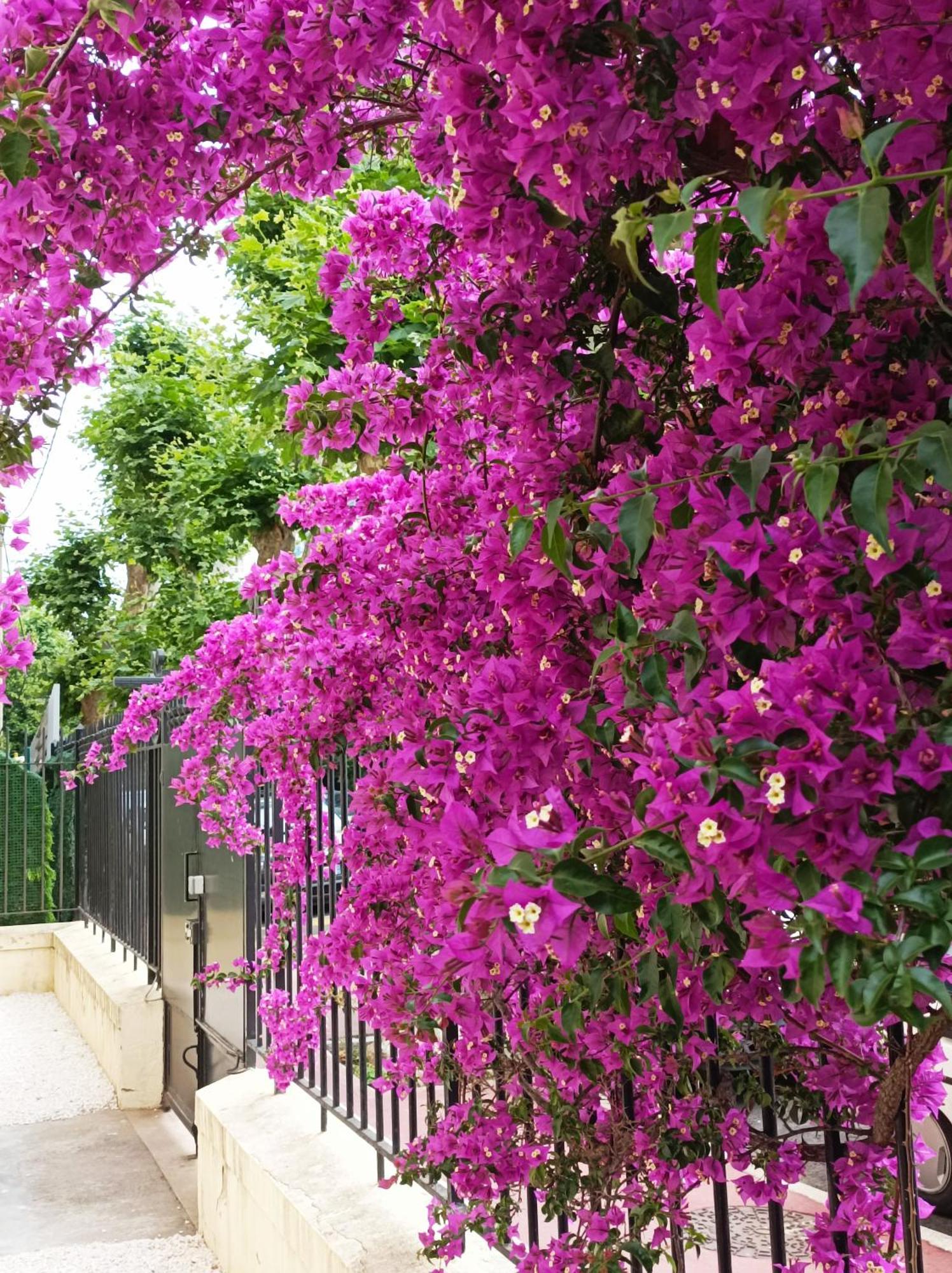 Le Salvator Apartamento Cannes Exterior foto